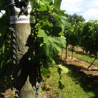 Titchfield vineyard - Chardonnay branch