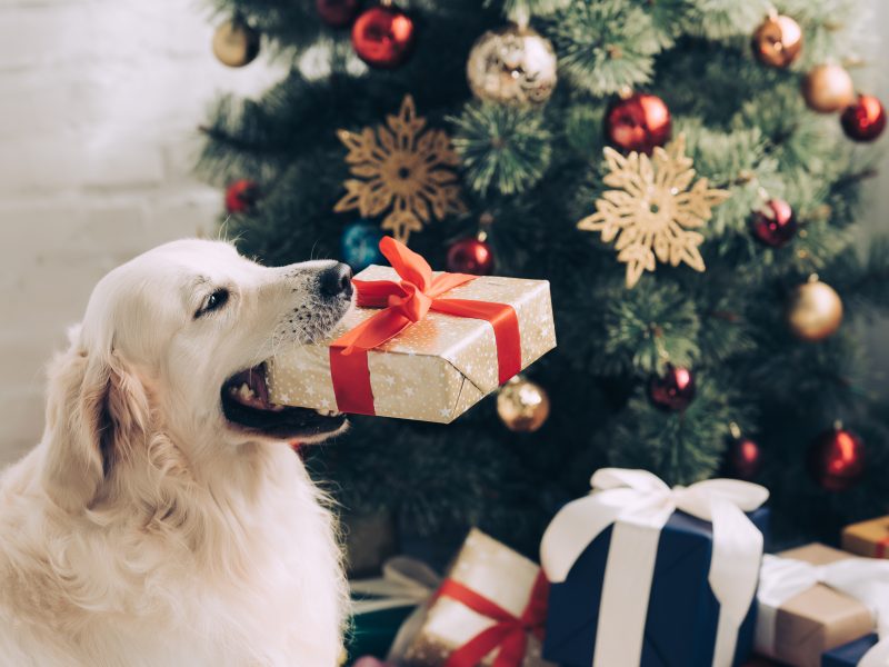 dog holiding present indoors with christmas tree