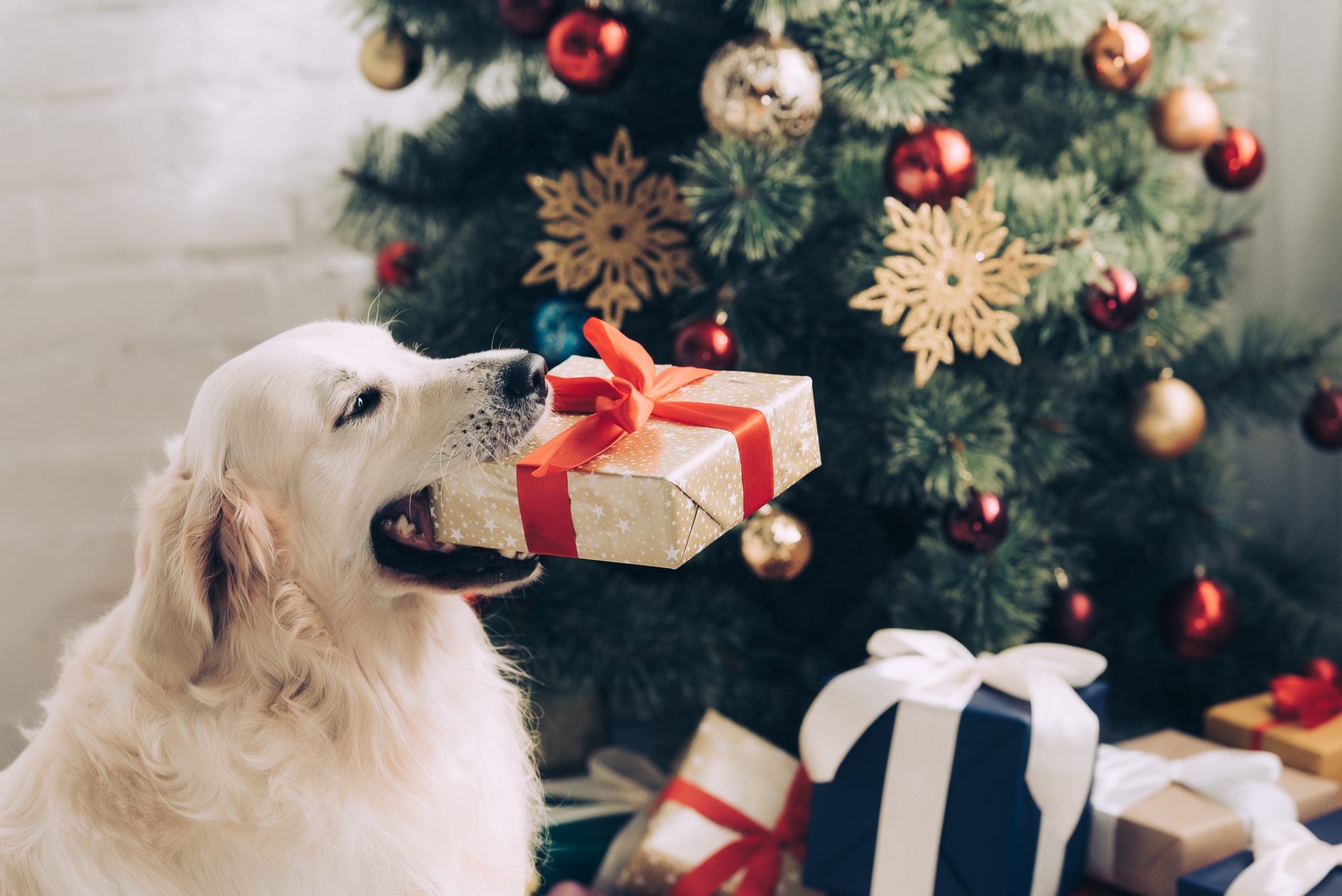 dog holiding present indoors with christmas tree