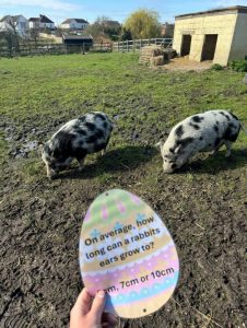 Pigs and easter egg