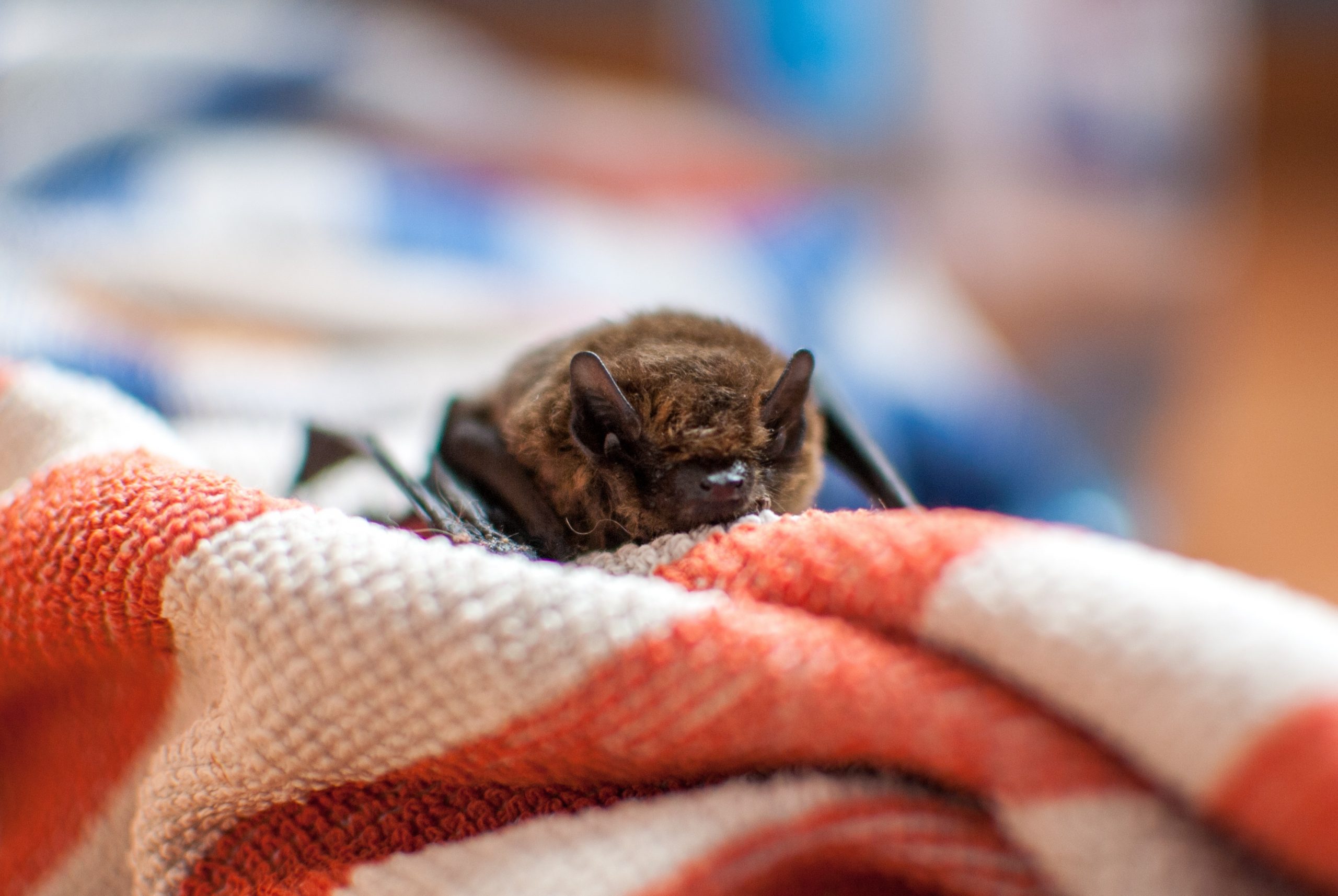 Bat in a blanket