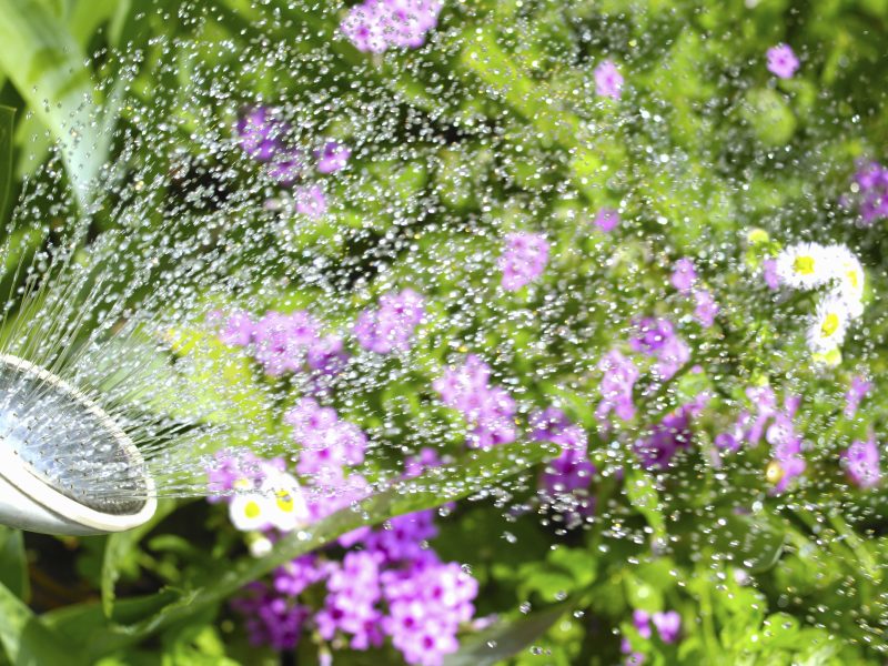A watering can watering flowers