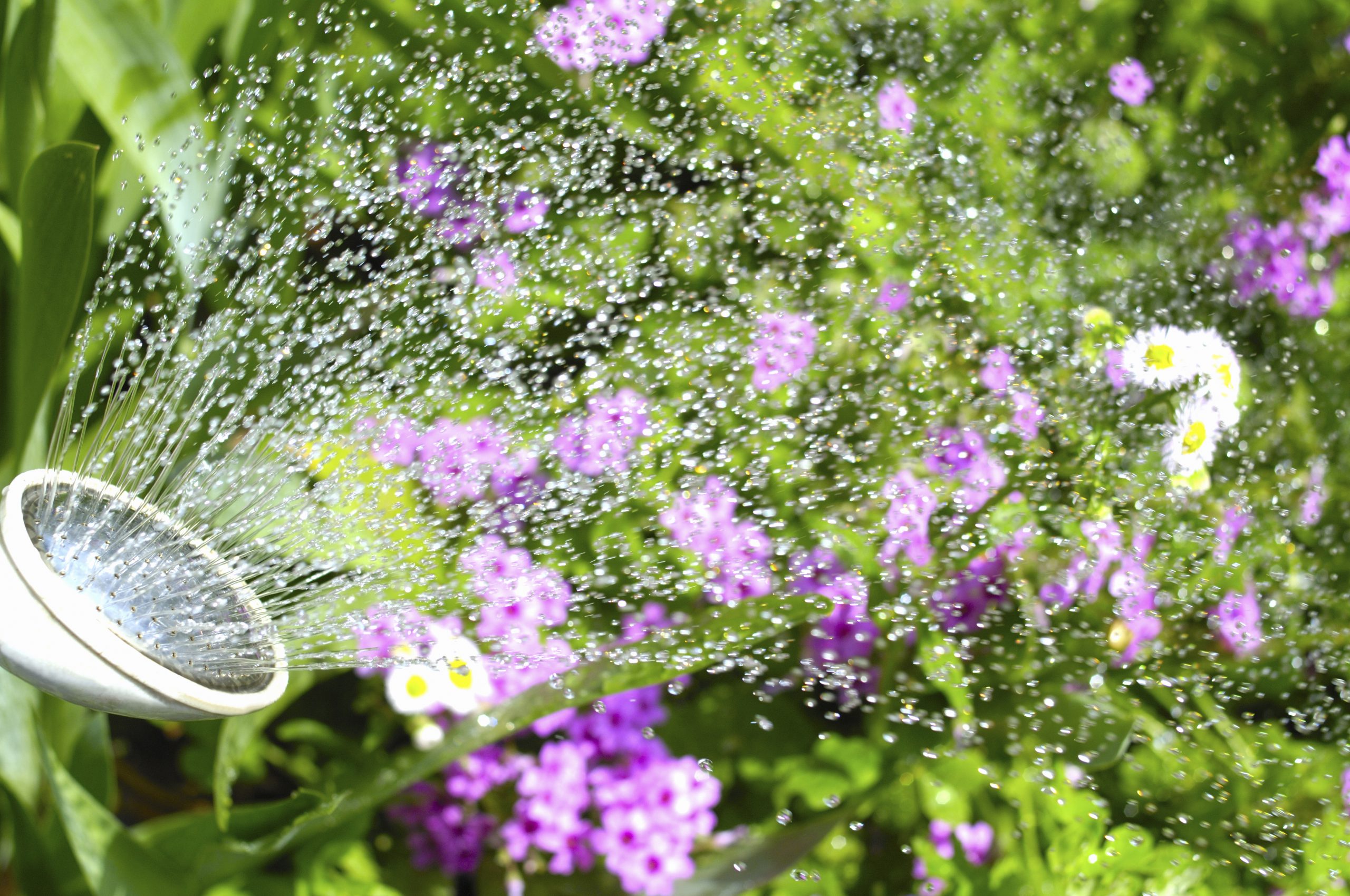 A watering can watering flowers