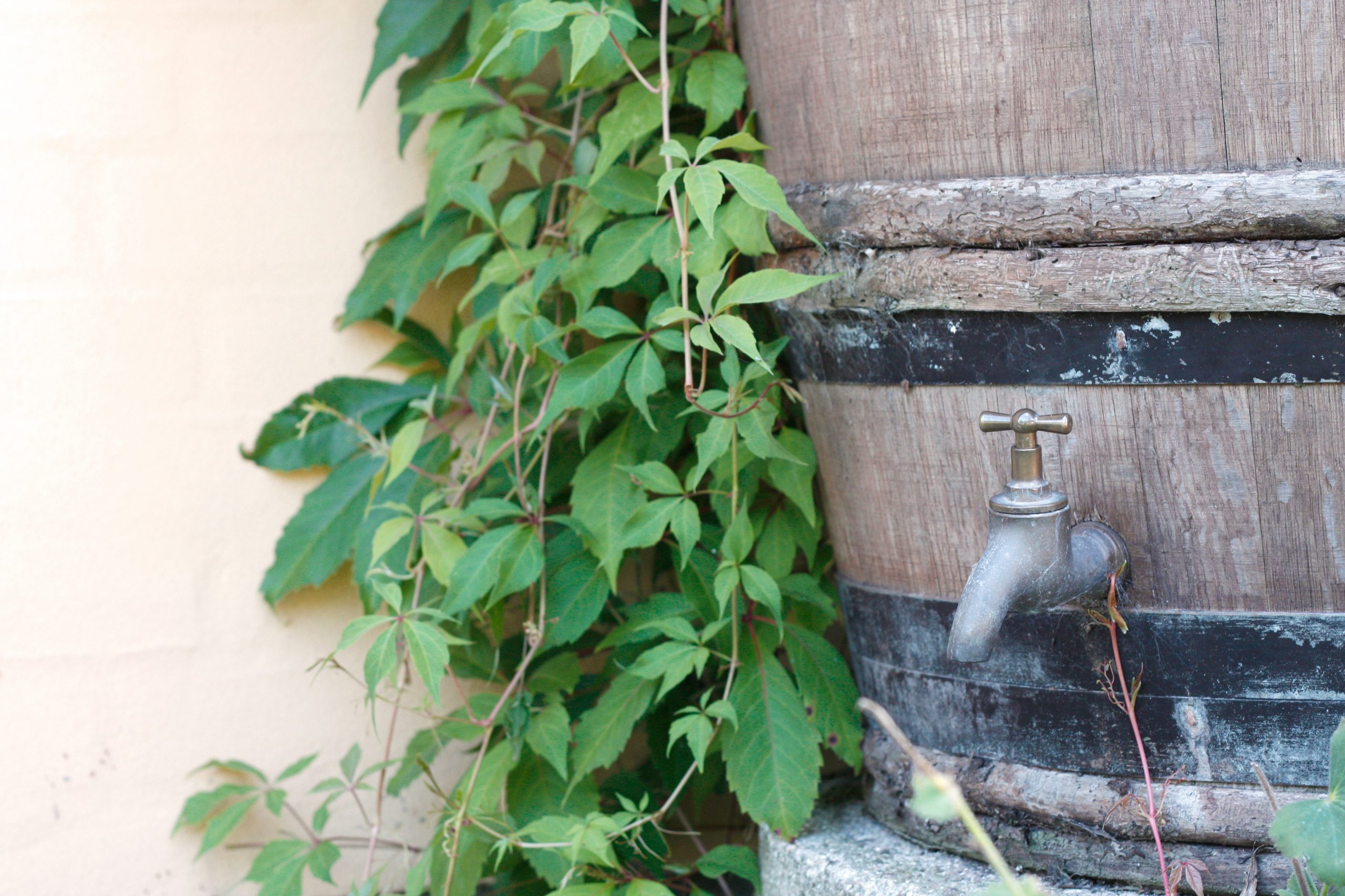 Water butt with tap, green plant growing on the side