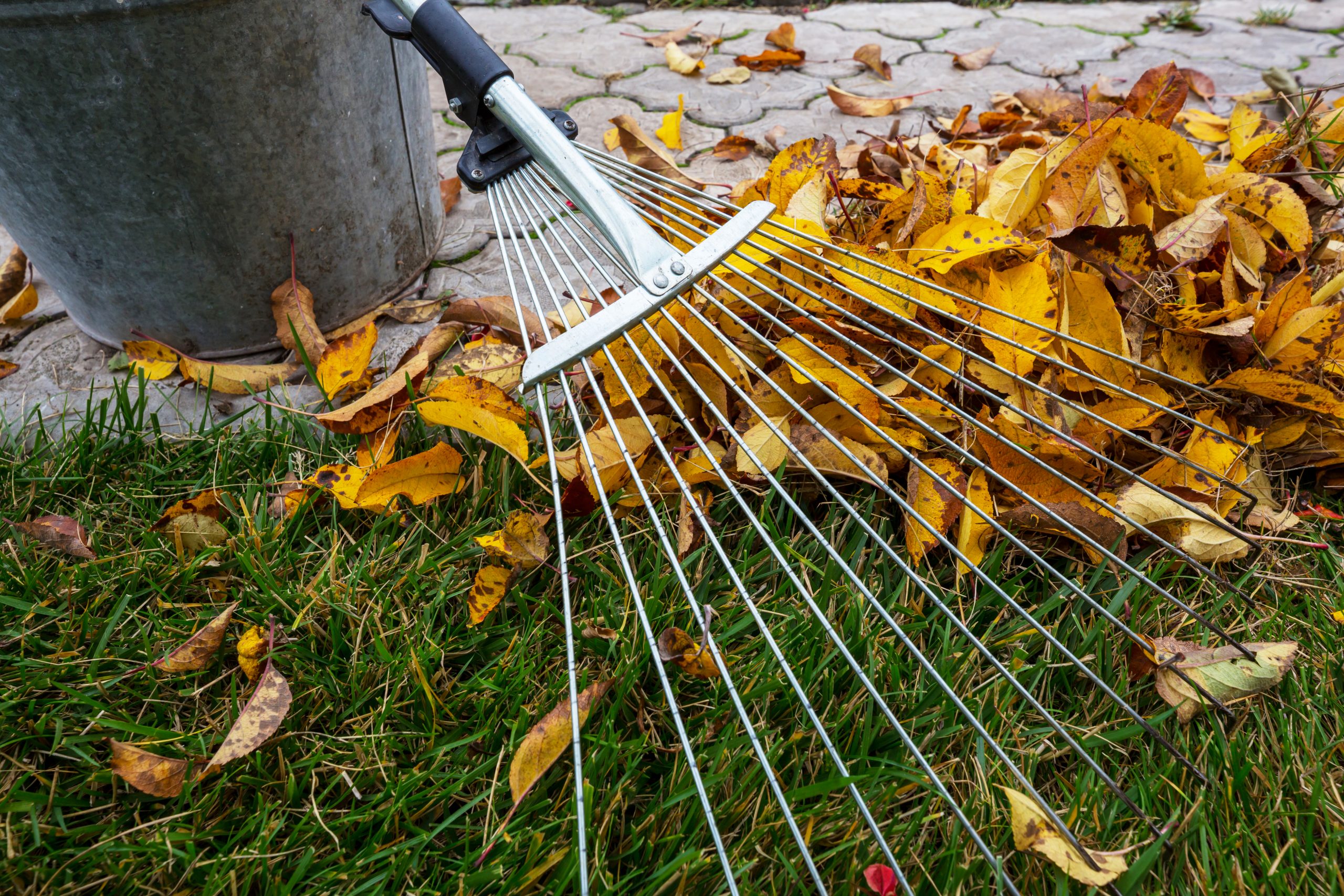 A garden rake next to orange leaves