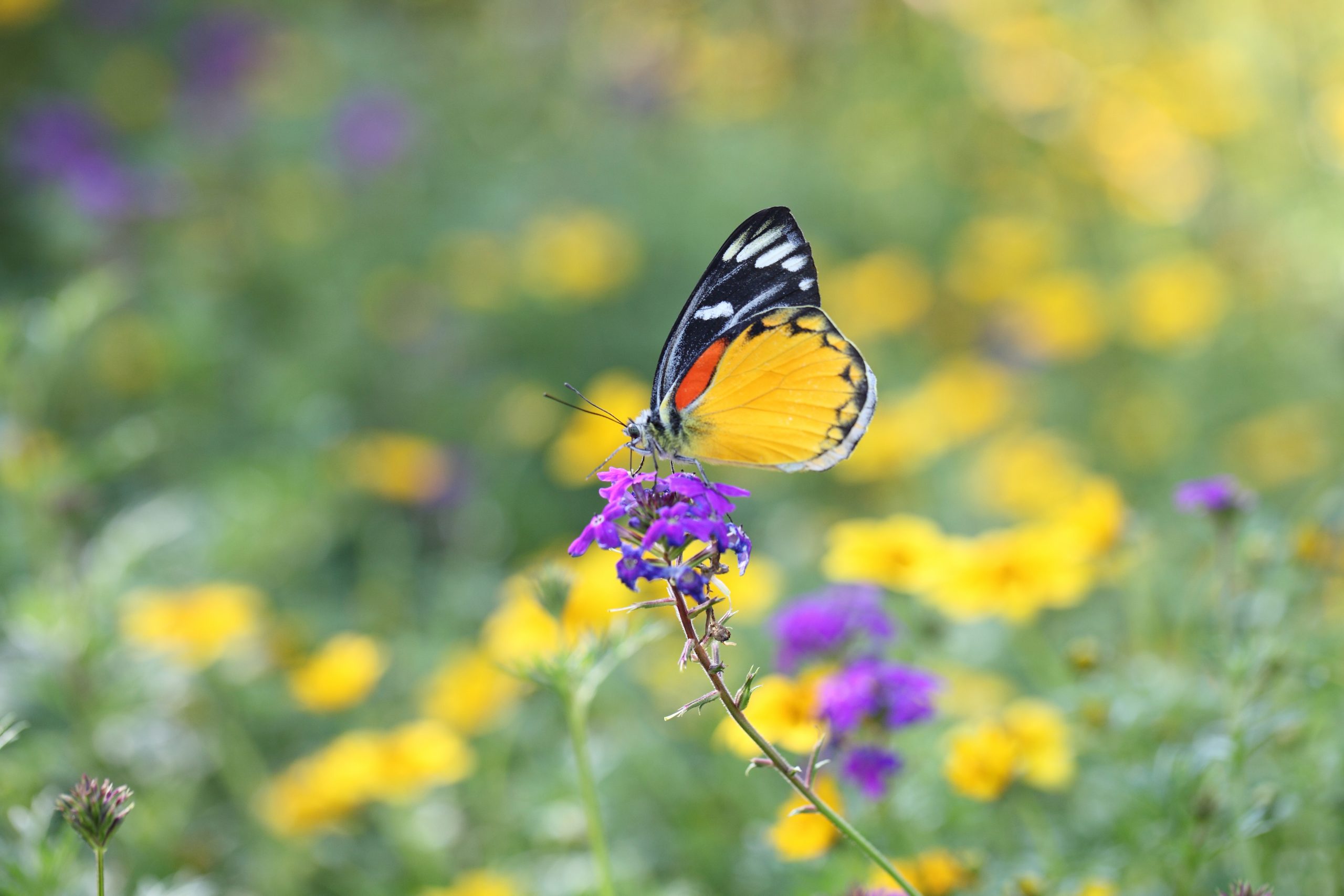 Butterfly Black, white and red butterfly on a purple flower