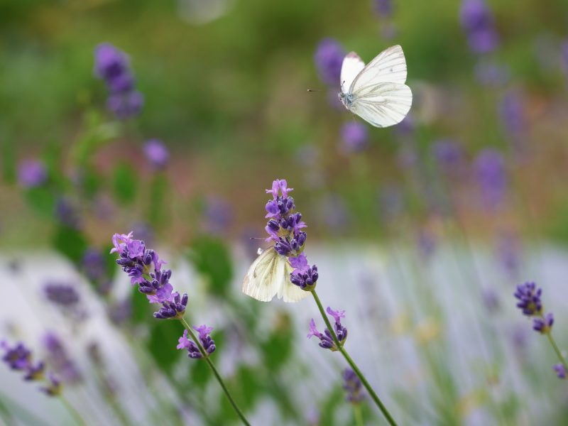White butterfly flying around lavender