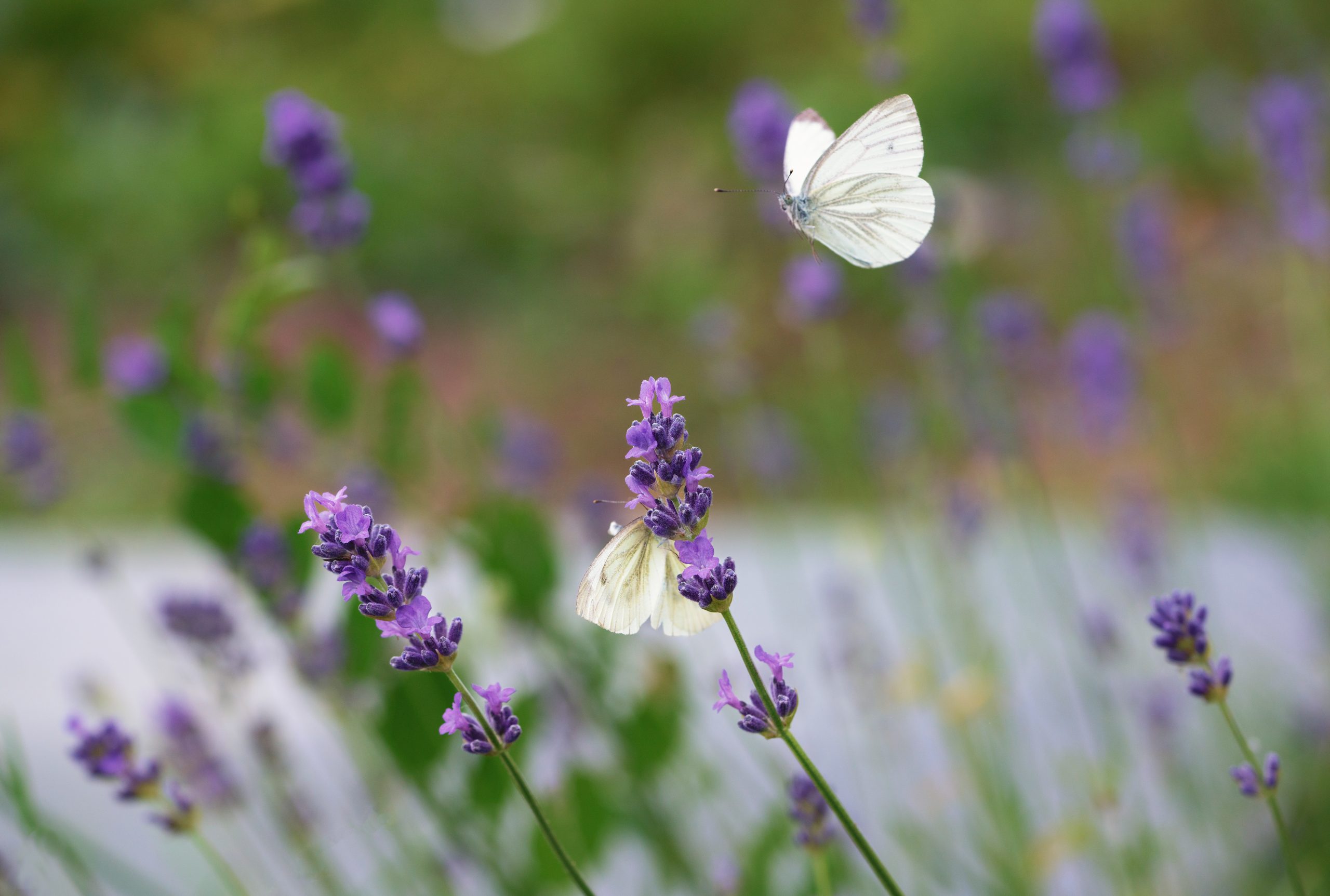 White butterfly flying around lavender