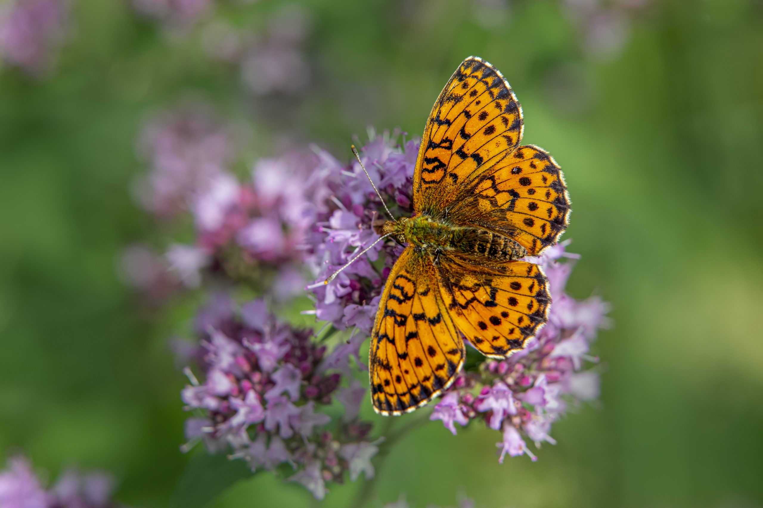 butterfly Large orange butterfly on purple flowers