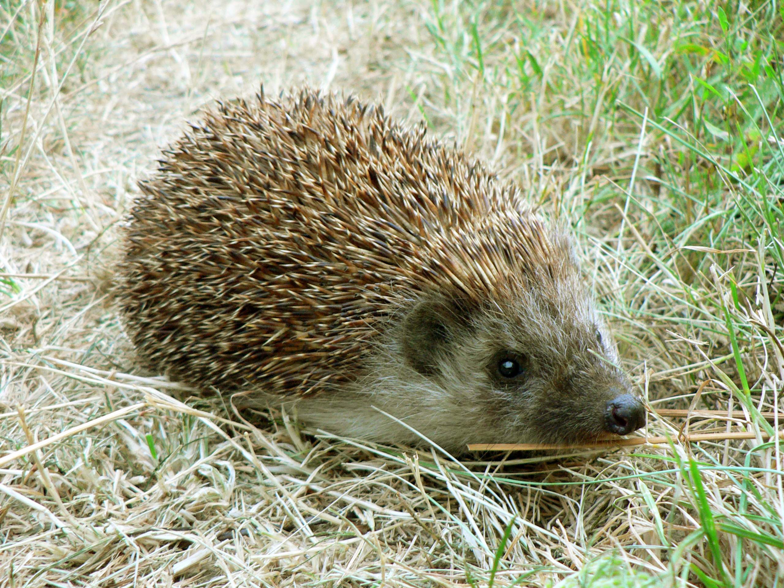 hedgehog image hedgehog on grass floor