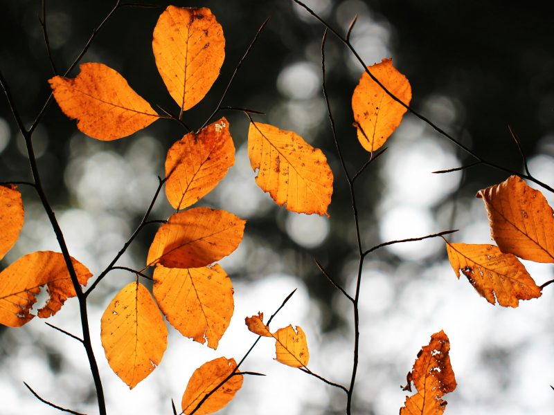 Brown leaves on on a tree