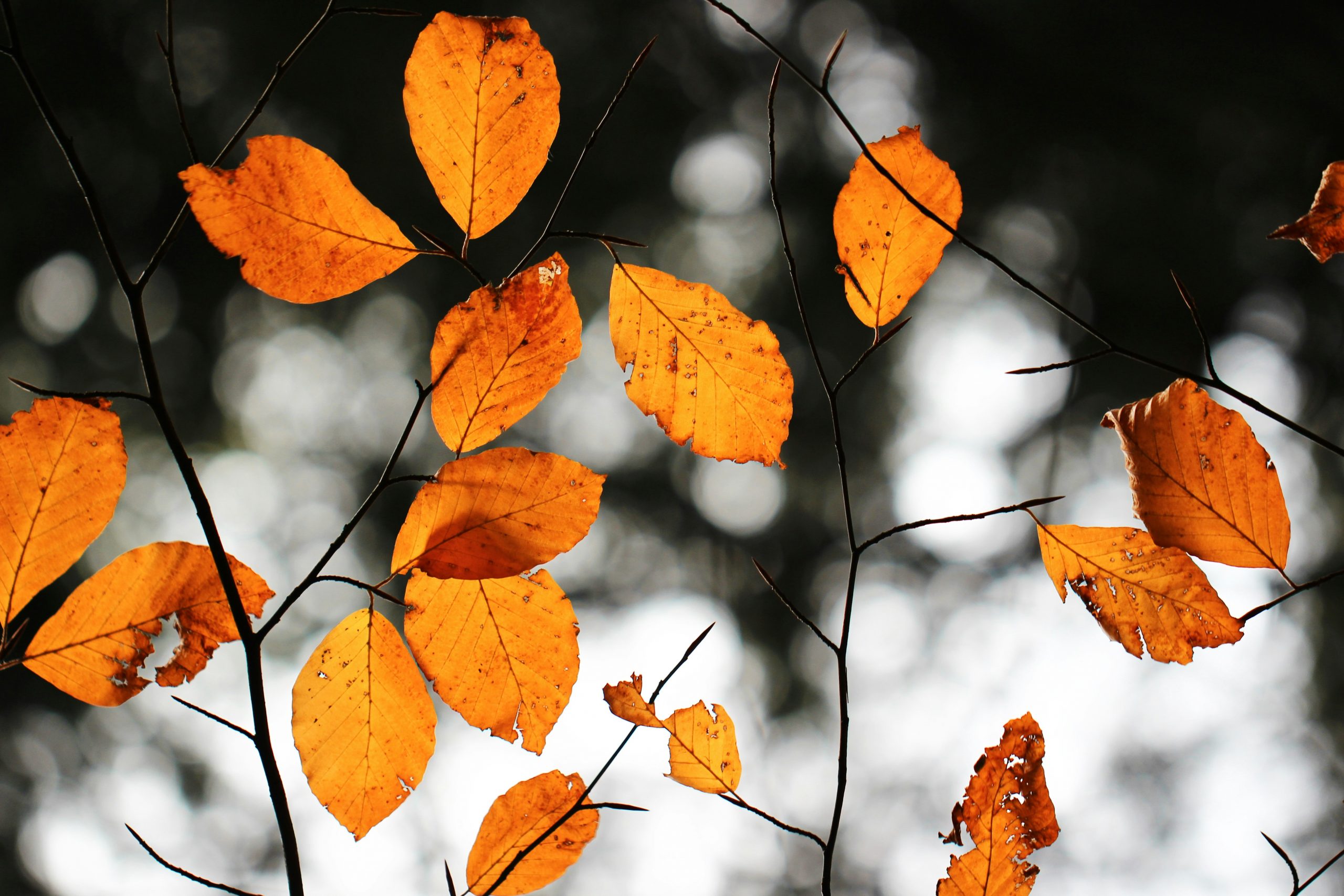 Brown leaves on on a tree
