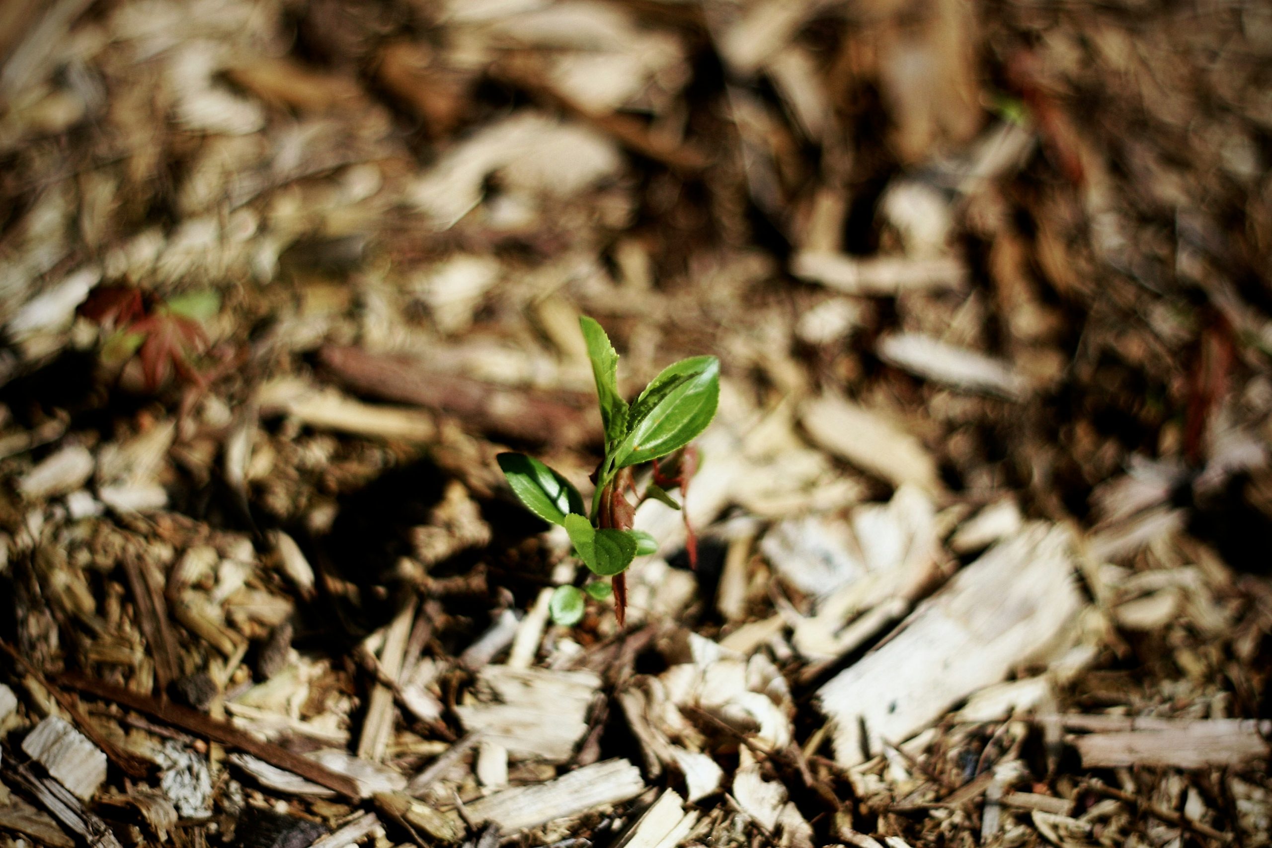 Mulch with a green plant growing in the centre