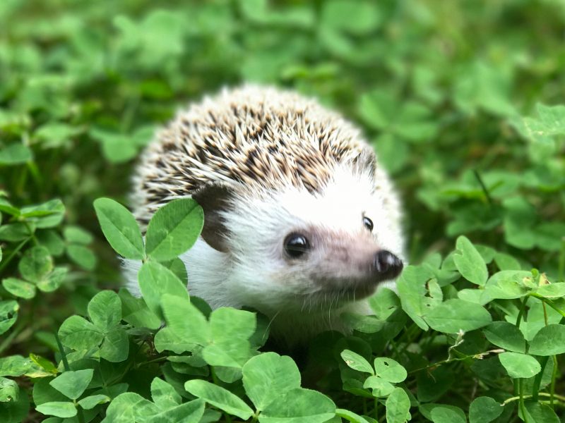 Hedgehog in a field of clovers