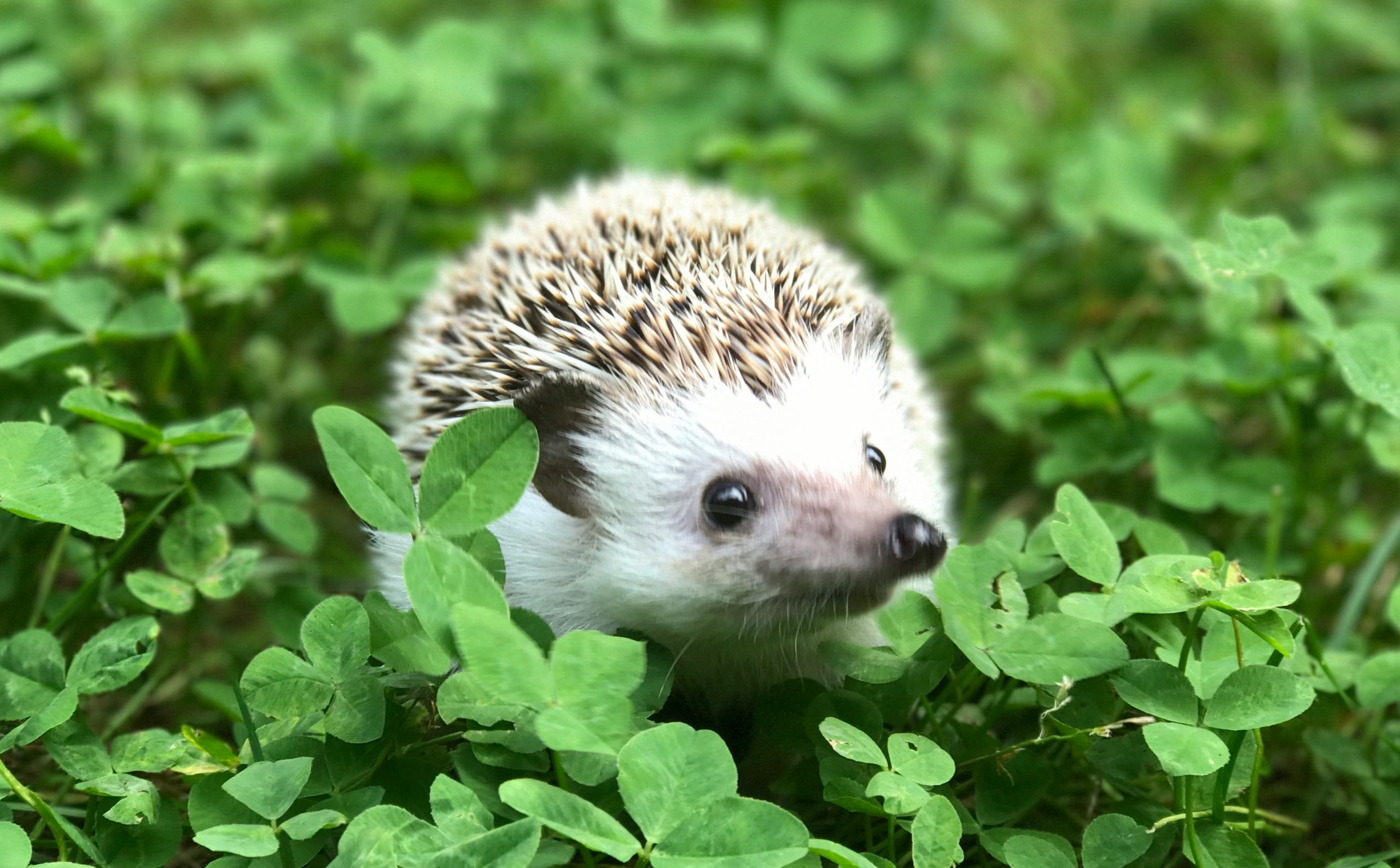 Hedgehog in a field of clovers