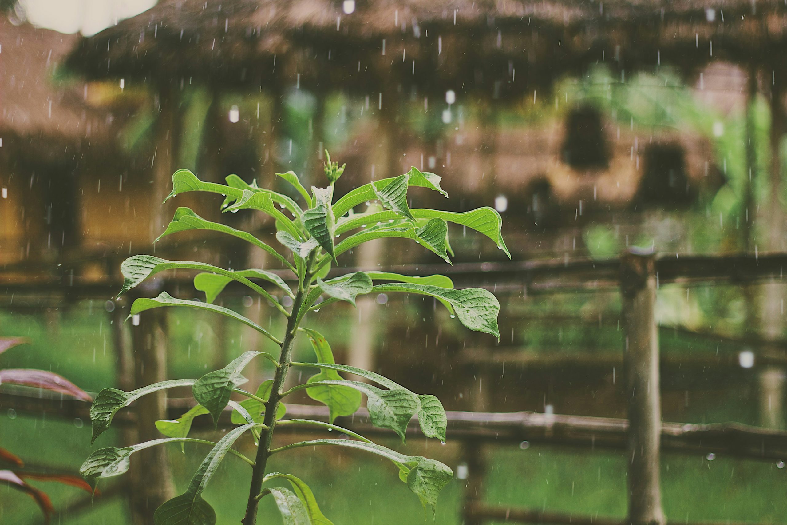 Rain falling on green plant in a garden